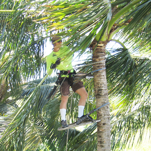 Maui Spikeless Palm Trimming » The 